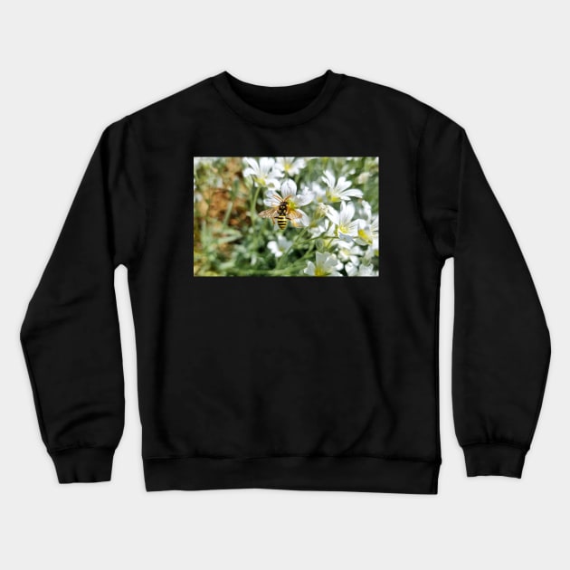 Bee Sitting on White Field Flowers Crewneck Sweatshirt by Anastasia-03